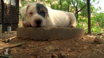 Cutest Parson Russell Terrier Puppies Bounce Around (Compilation)