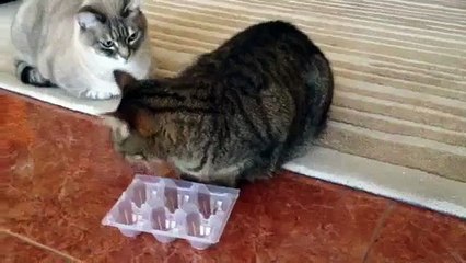 Gioco di attivazione mentale per gatti ^_^