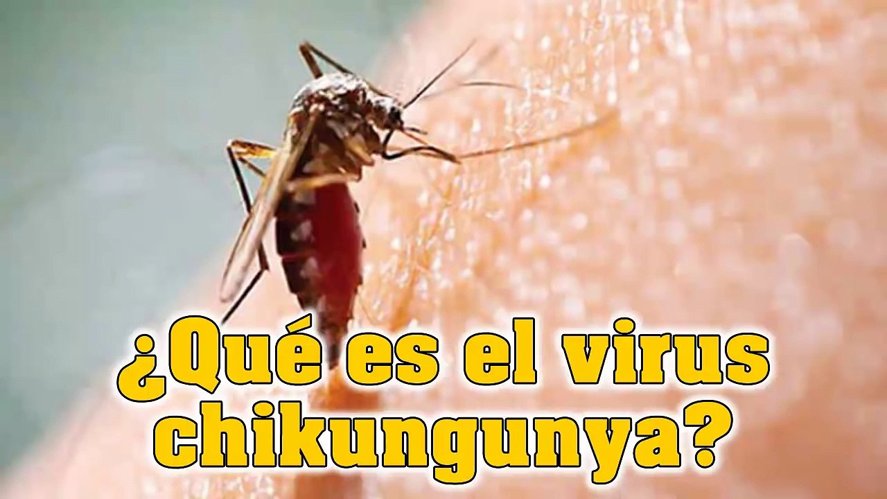 Que es el virus chikungunya?
