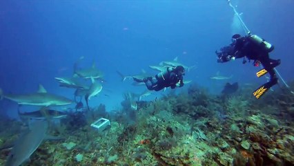 Shark Diving In Cuba's Jardines de la Reina