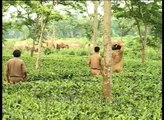 Forest officers searching for wild elephants in Assam's tea gardens