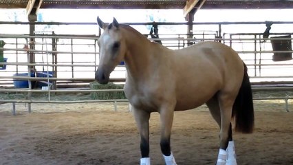 Kona GWF Captivating 2008 Buckskin Dutch Warmblood Trakehner Filly FOR SALE