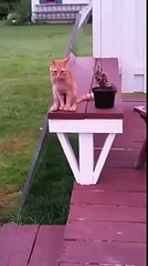 Un chat assis comme un humain