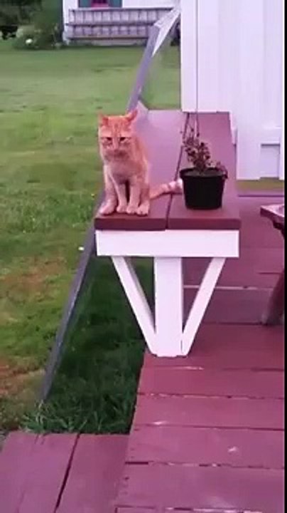 Un chat assis comme un humain