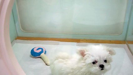 Teacup sized Maltese Puppy Bree