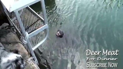 manatee drinking water from a hose!!!