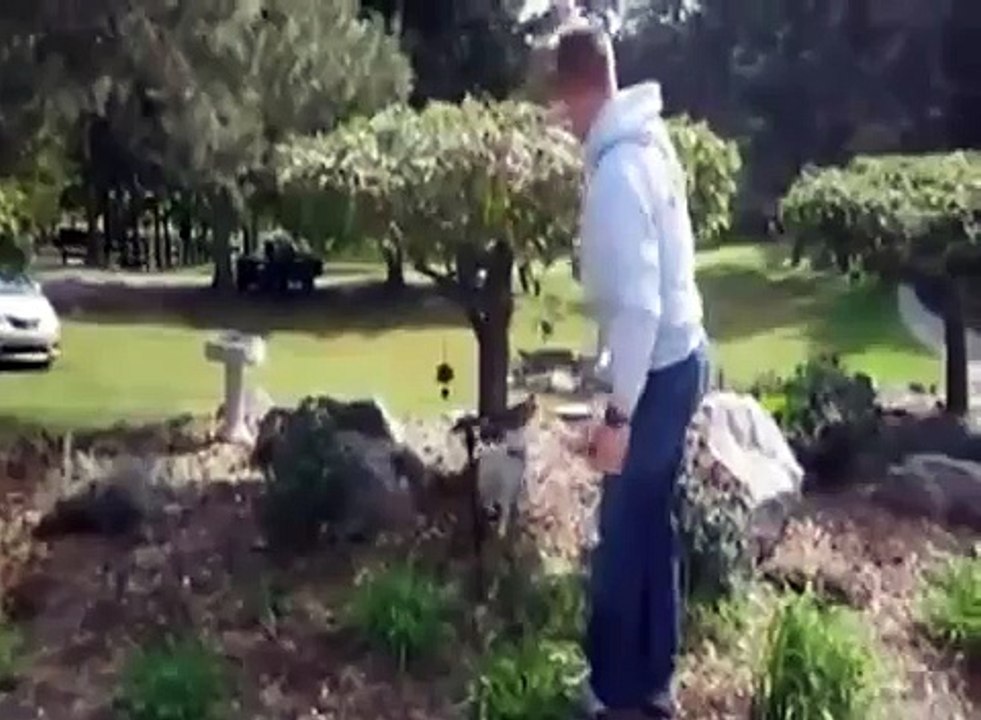 Dog Climbs Tree For His Stick