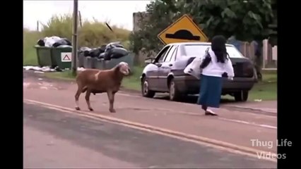 ANIMALS THUG LIFE COMPILATION
