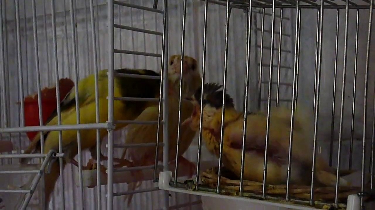 CANARINI IMBECCANO PULLO