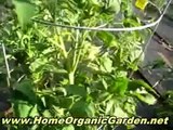 Homemade Organic Pesticides - Pest Control Made Easy and Safe