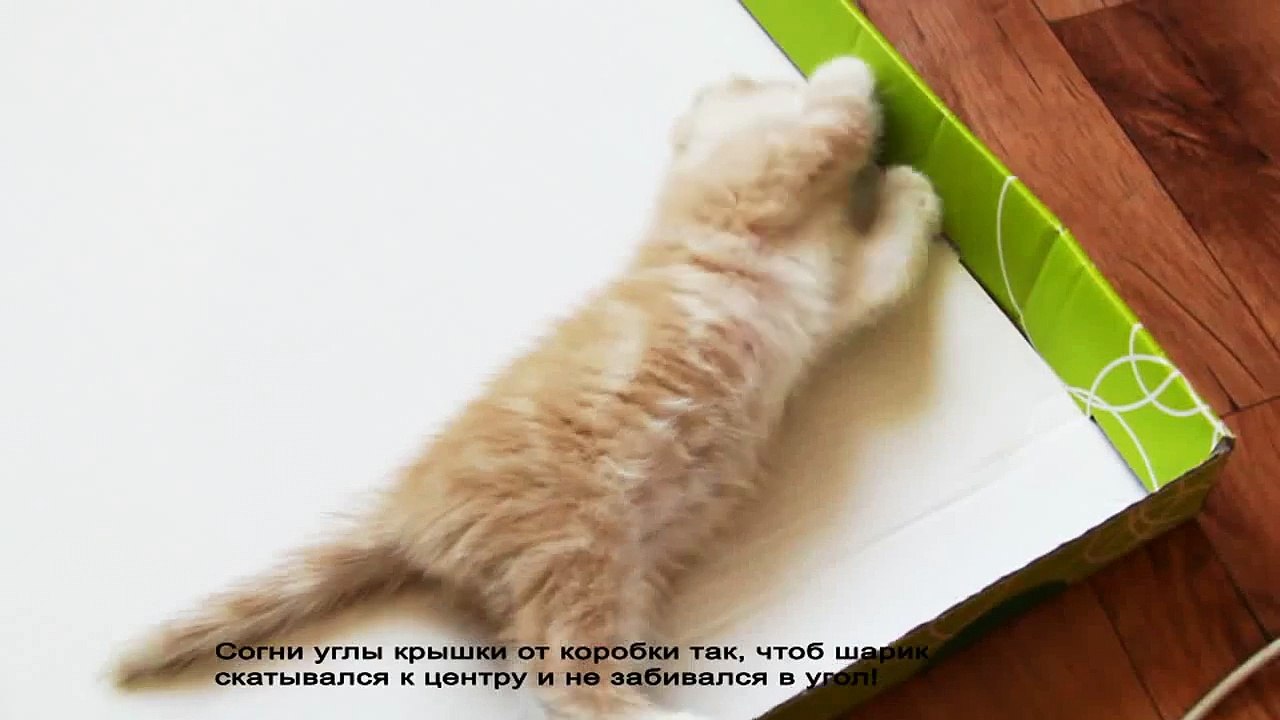 Гениальная игрушка для котенка