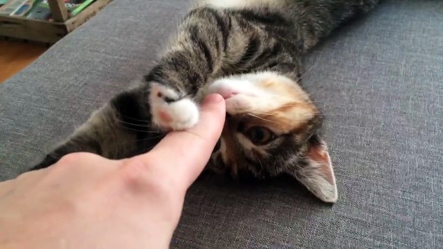 Ollie, le chat qui aime les chatouilles au bout du nez