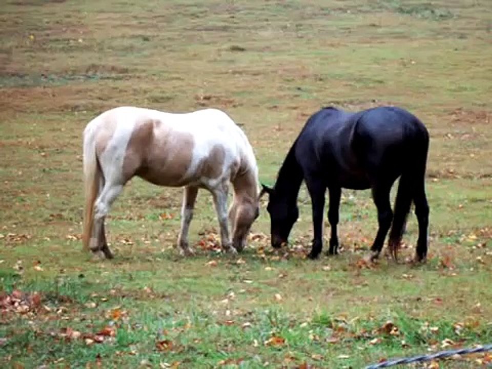 Horses Fighting in Cades Cove