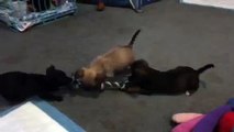 Video of adoptable pet named Kira