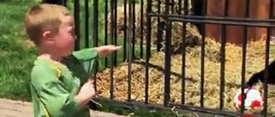 Crazy Kid Sneaks In Gorilla Cage
