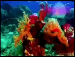 Zig & Sharko Cartoon Episode 29 30