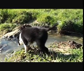 chiot border collie