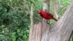 Male Cardinal eating sunflower seeds, Hawthorne, Florida
