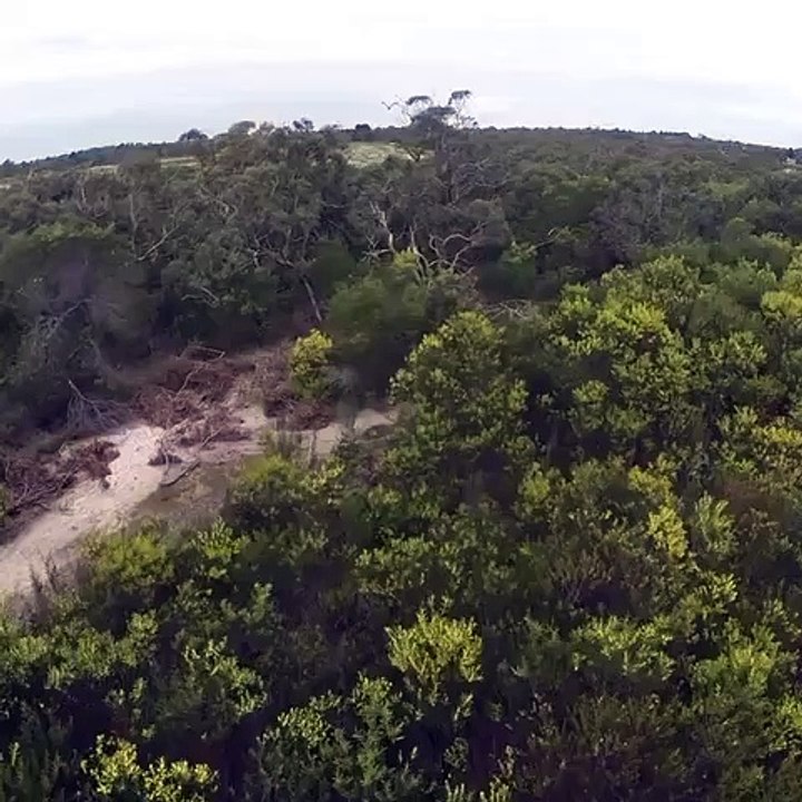 Drone VS Aigle