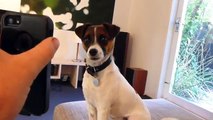 Puppy dog Jack Russell talking on FaceTime