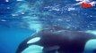 Orcas Vs Shark: Killer Whales Take Down Tiger Shark