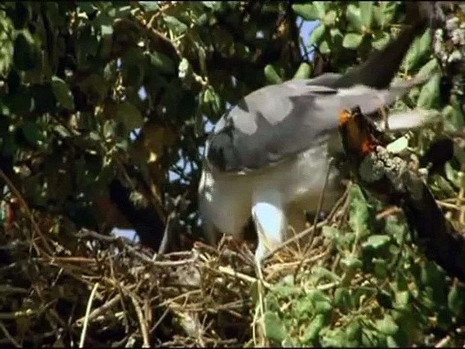 elanio azul- luis miguel dominguez avatar producciones