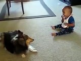 Un cane fa divertire un bambino