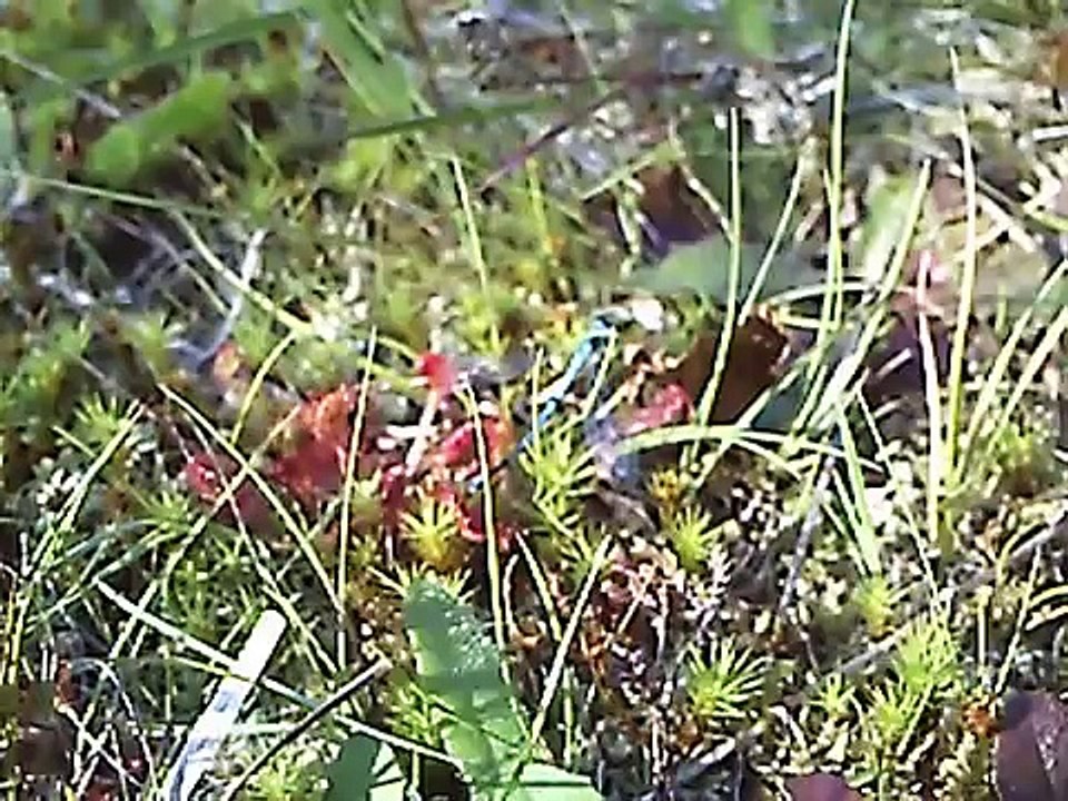 Sundew trying to catch a prey too large