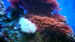 Marine Морской аквариум saltwater aquarium 200 liters (без сампа)