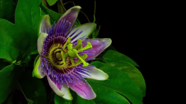 Time-lapse de l'éclosion de fleurs