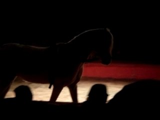 spectacle de chevaux