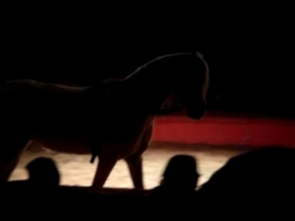 spectacle de chevaux