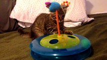 Cute kitten Kiki playing with her new Petstages Cheese Chase Ball Track toy!
