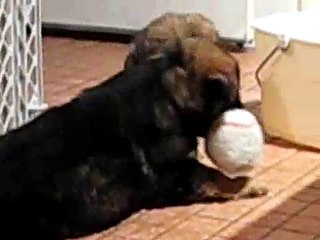 Starfire King Shepherds puppies at 6 weeks