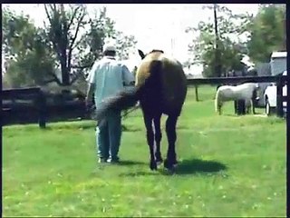 Jubilosa MR PRE Cardenas mare & Family