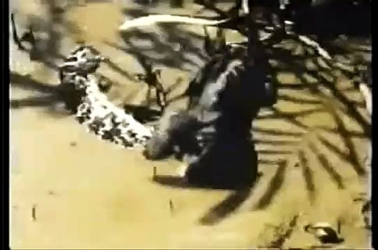 White Zombie: More Human Than Human - Animalistic Video