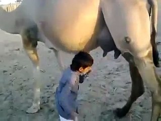 kid milking and drinking camel milk......cool