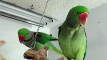 Alexandrine Parrots 