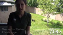 Ask the Philadelphia Zoo Keepers: What is your favorite memory from your time as a keeper?