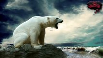 Polar bear sounds | Best Animal Roar