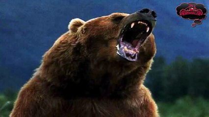 Grizzly bear sounds | Best Animal Roar