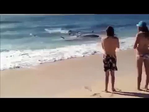 Amazing Shark Attack on Giant Whale, Hundreds of Sharks, Wild Animal Attacks