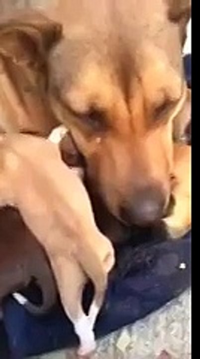 Собаке вернули щенят