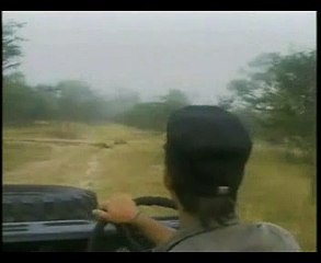 Djuma Mapogo male lions March 4, 2008