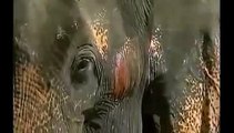 Animals mate elephants reproducing Animal funny