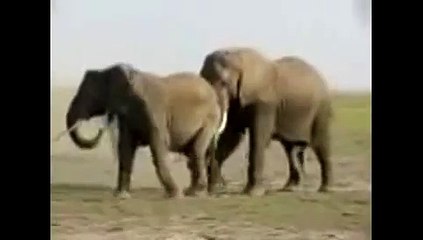 Wild Elephants in Heat   Animal funny