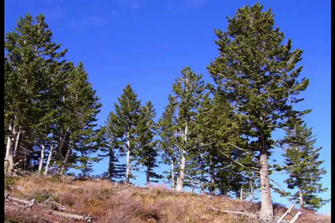 Walking with Dinosaurs V - End of the Empire (1/3)