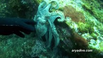 참문어(Octopus vulgaris)~ Common octopus