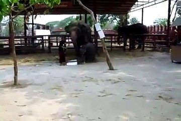 BABY ELEPHANT FARTS ON THE RUN