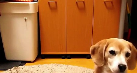 BEAGLE LEARNS TO CATCH